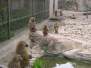 Babouins calmes (zoo de la citadelle)
